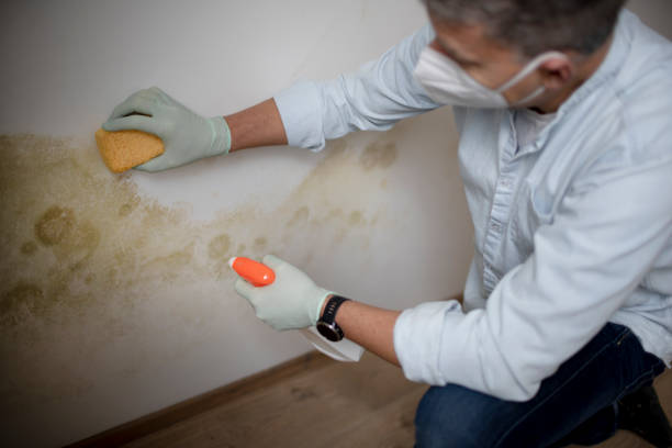 Best Affordable Mold Removal  in Carrollton, OH