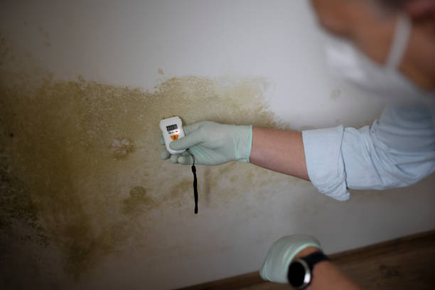 Trusted Carrollton, OH Mold Removal Experts