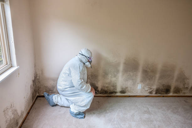 Best Mold Damage Repair  in Carrollton, OH