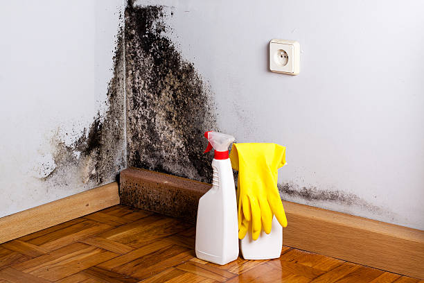 Best Attic Mold Removal  in Carrollton, OH