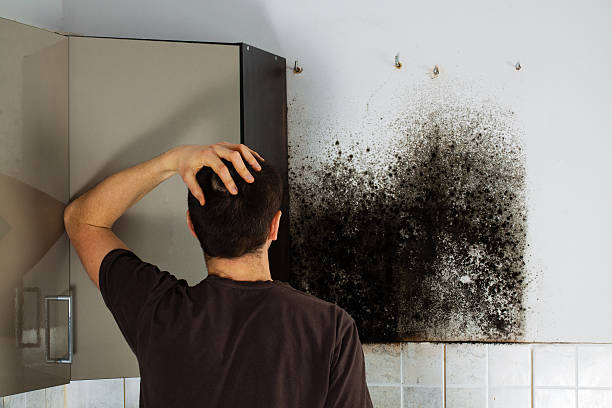 Best Fast Mold Removal  in Carrollton, OH