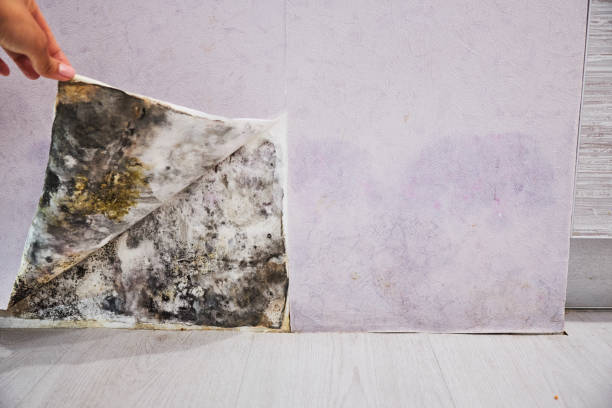 Best Same-Day Mold Removal  in Carrollton, OH